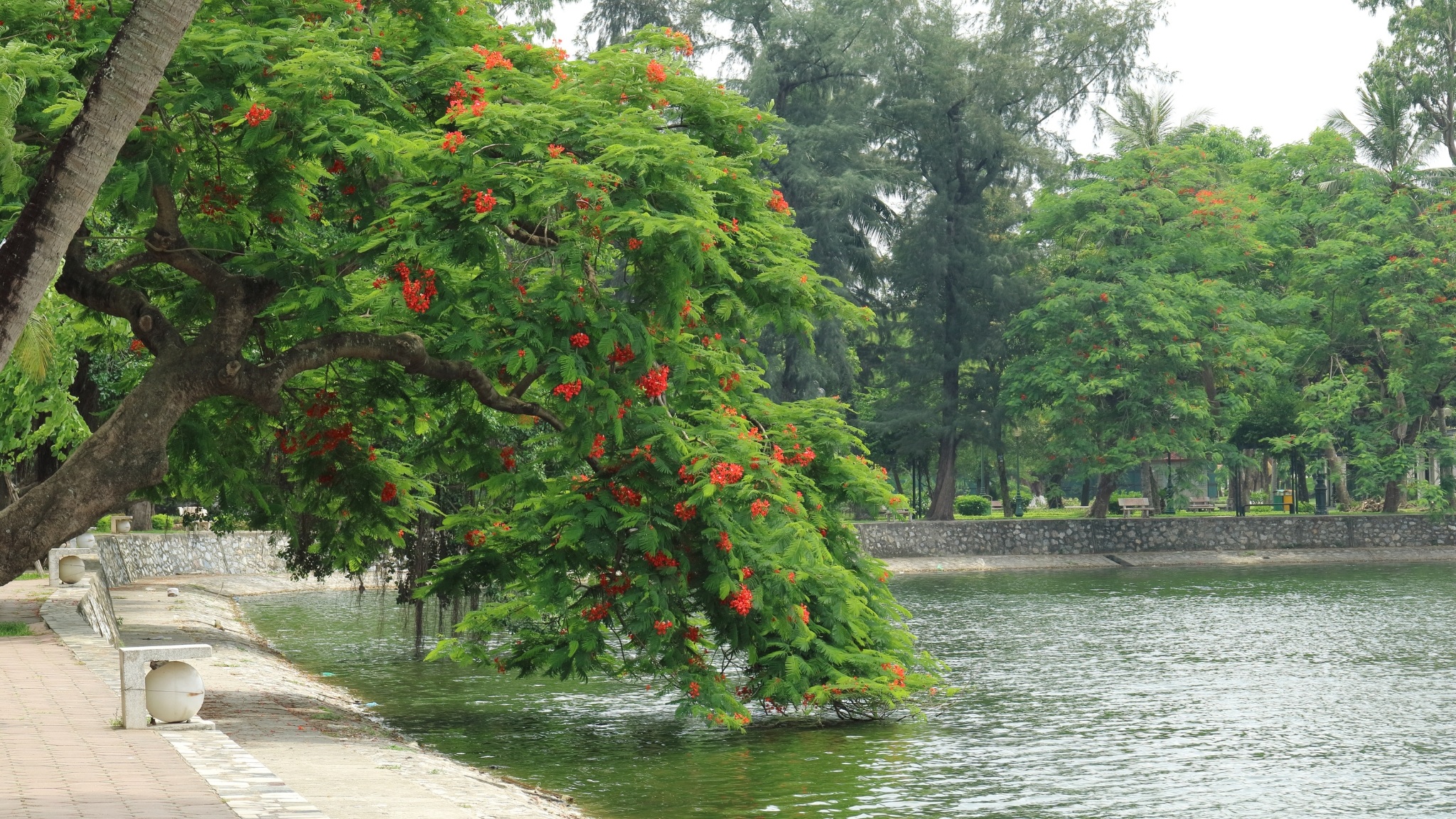 Enjoy Peaceful Moments On The Streets With Red Flamboyant Flower