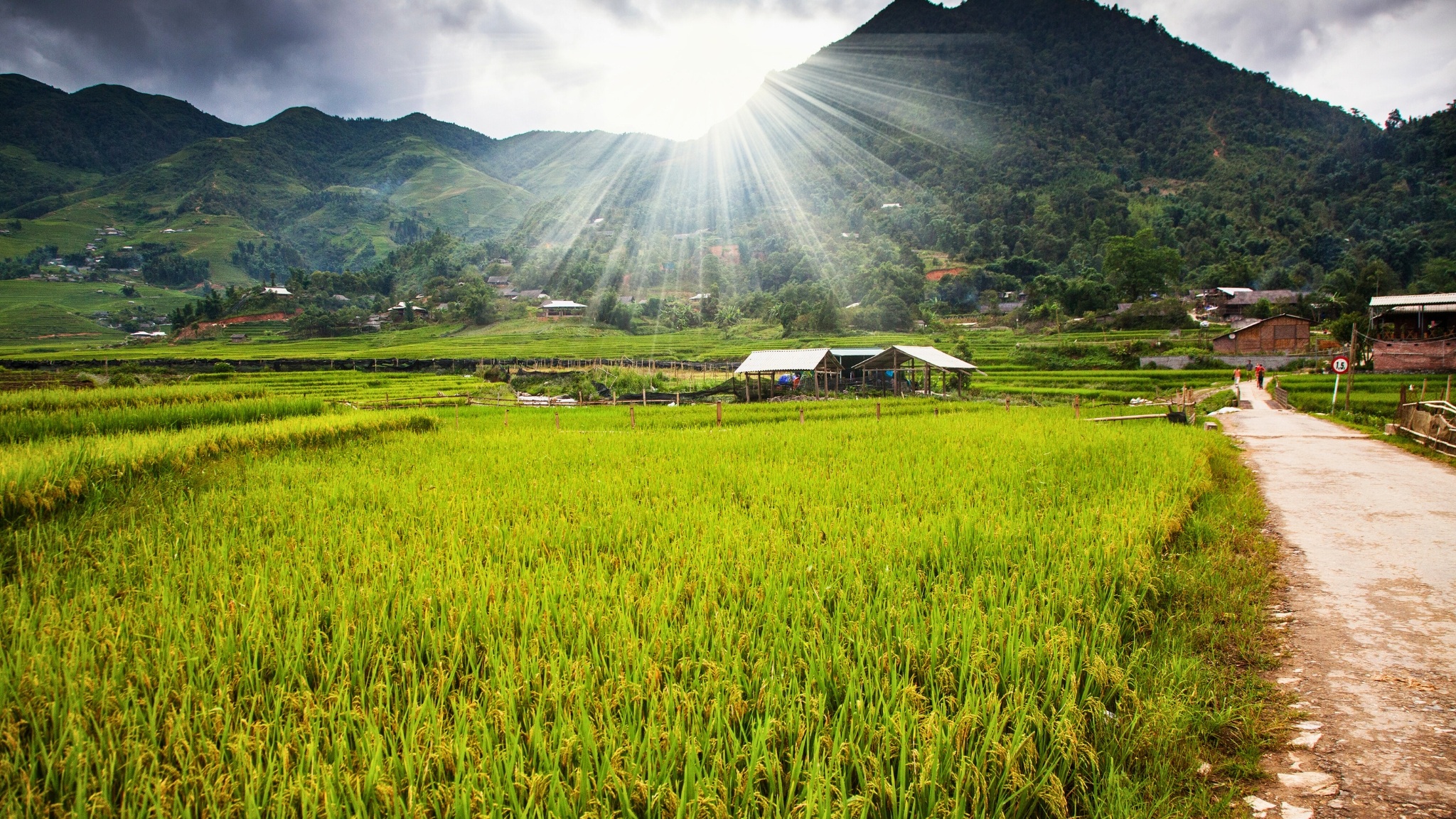 Green Rice Fields In Ta Phin Village, Sa Pa, Vietnam