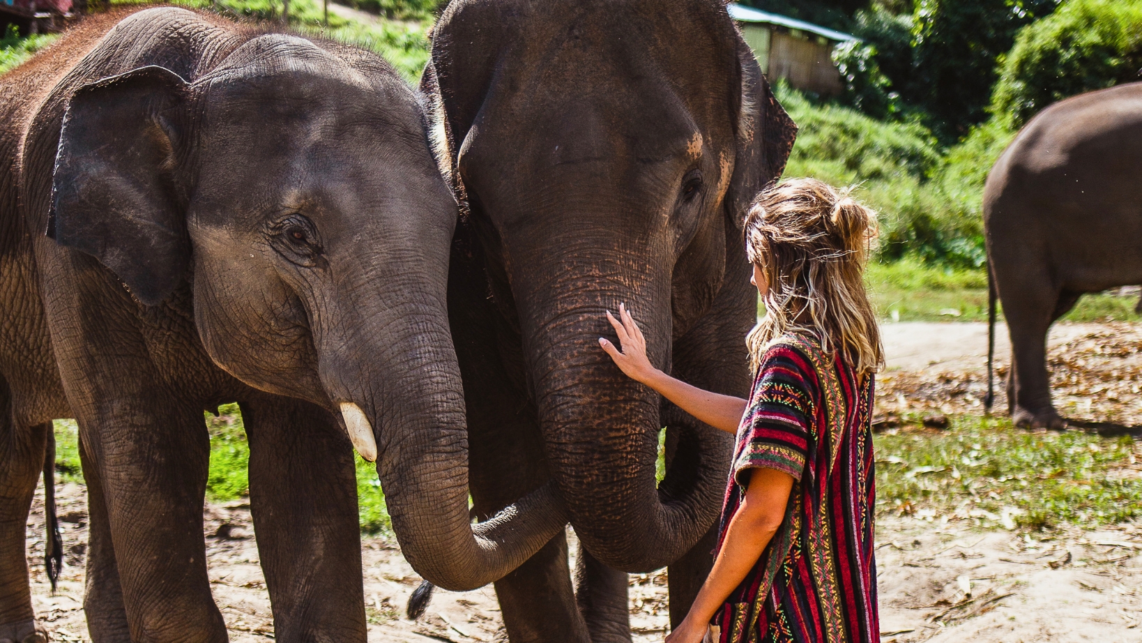 Gentle Giants At Elephant Jungle Sanctuary