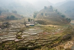Terrace Fields