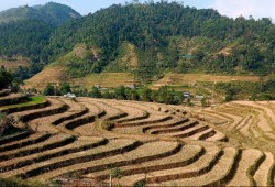 Hoang Su Phi Rice Terrace