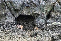 Monkey in Luon Cave