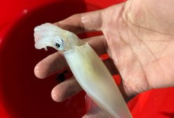 Catch a squid