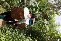 Ethnics On Trekking Way