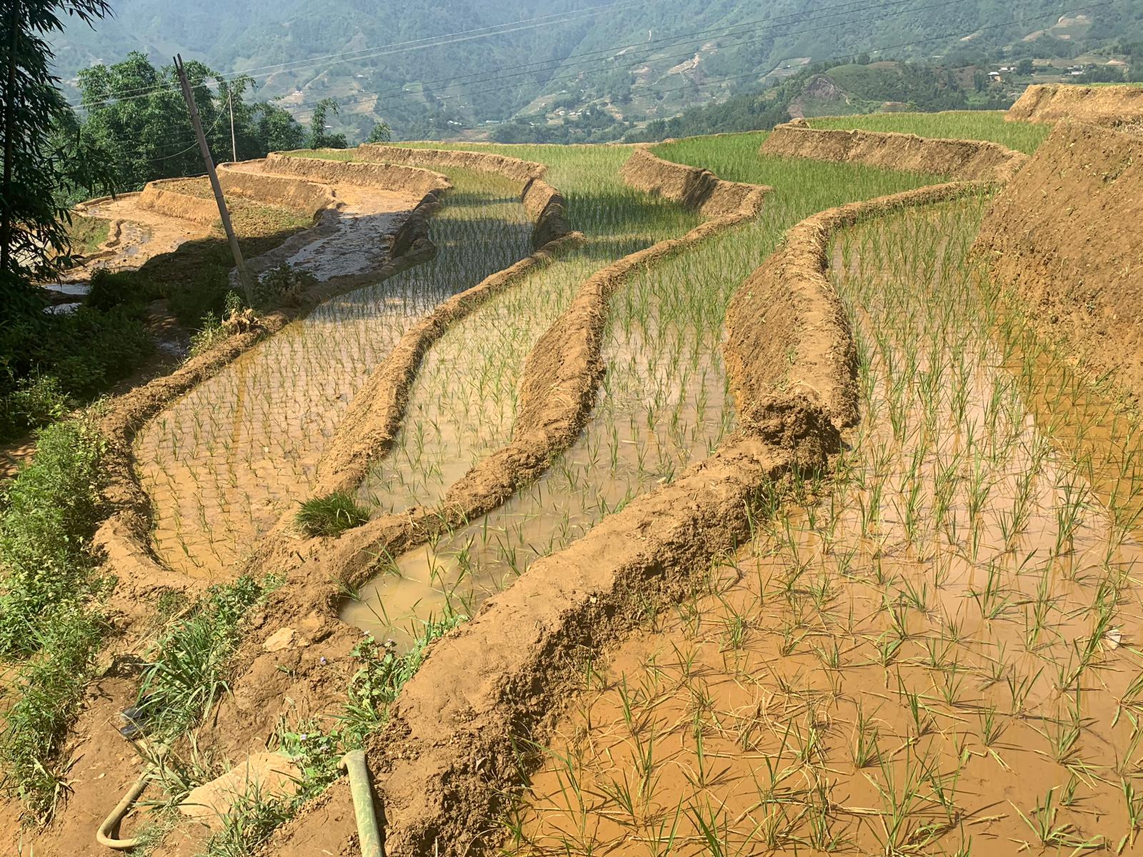 Terraced rice fields
