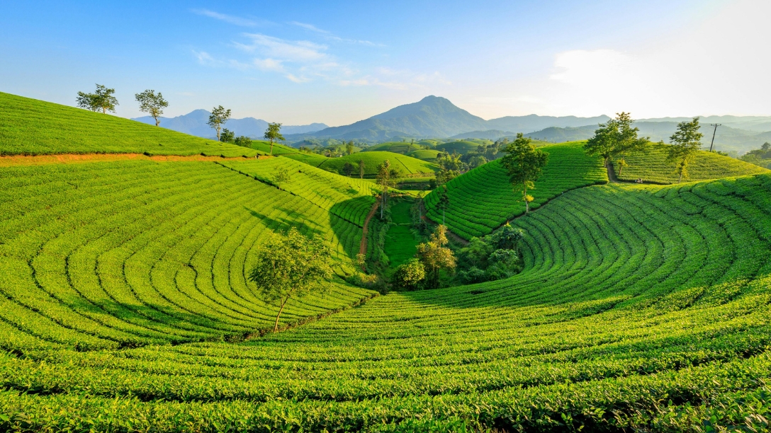 Tea Plantation Experiences