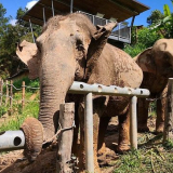 ChangChill Elephant Observation Half day