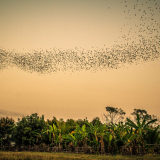 Bat Cave & Enjoy Sunset half day