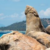 Discover Samui Island Half Day Tour