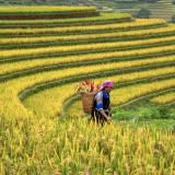 Hidden Trails of Northeast Vietnam: 7 Days of Discovery (Ha Giang, Ba Be)