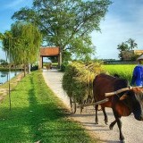 A Day in Ky Son: Biking, Cooking & Herbal Healing