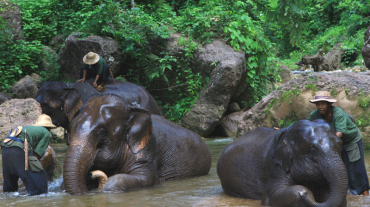 Kalaw Elephant Camp and Replantation with lunch