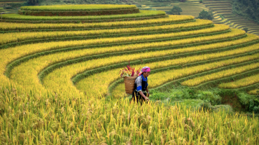 Hidden Trails of Northeast Vietnam: 7 Days of Discovery (Ha Giang, Ba Be)