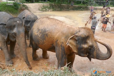 Phuket Elephant Sanctuary Interact