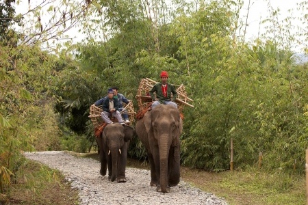Elephant trekking