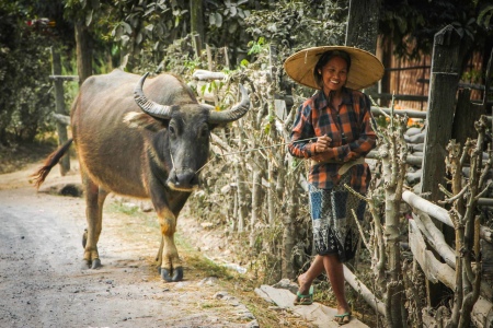 Local in Shan villages