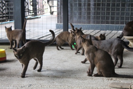 Burmese Cat House, Inle Lake