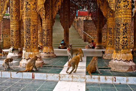 Monkey in Mount Popa pagoda