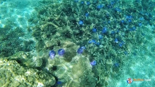 Under water world