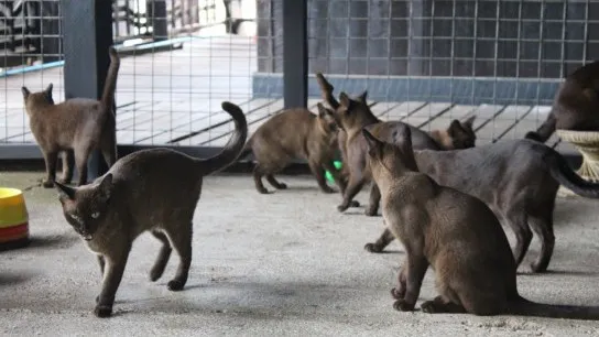 Burmese Cat House, Inle Lake