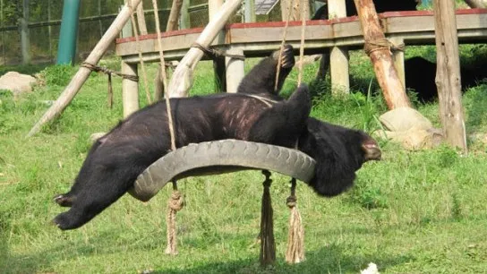 Bear Rescue Centre