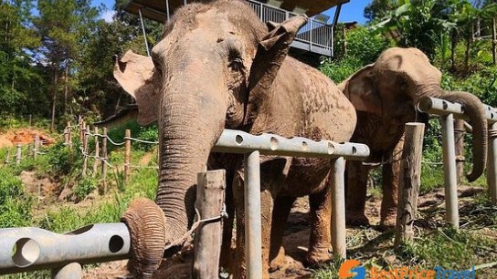 ChangChill Elephant Observation Half day