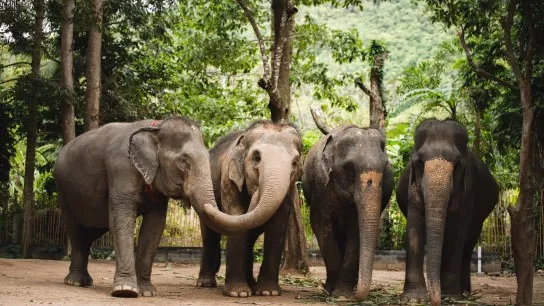 Elephant In Phuket