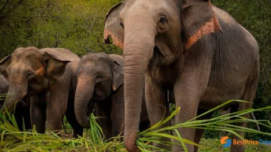 Ethical Elephant