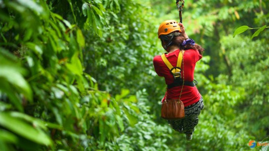 Flight of The Gibbons Treetop Adventure Full day