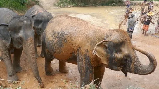 Phuket Elephant Sanctuary