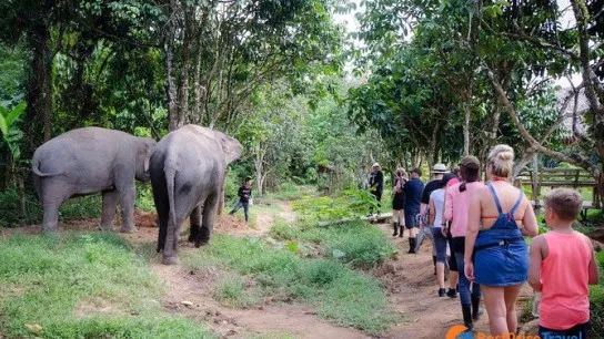 Phuket Elephant Sanctuary