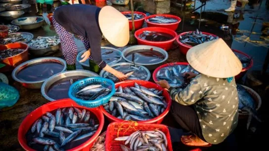 Observe The Fast Pace Of Life In The Wet Market