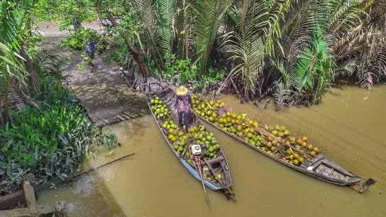 Freshly-picked coconut