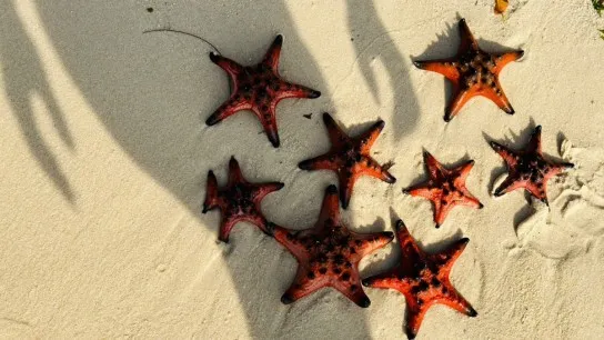 The Red Starfish Gather At Rach Vem