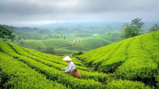 Day 8 Enrich Knowledge About Tea In Phongsaly