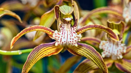 Day 2 Discover Unique Kinds Of Orchids In Phou Khao Khouay National Park