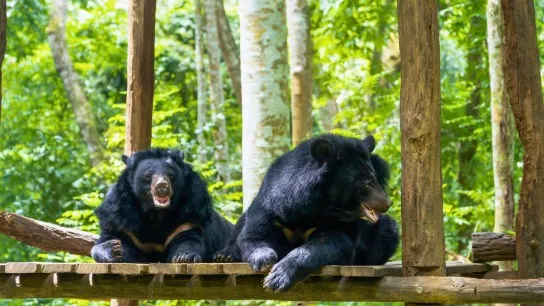 Day 3 Have A Look At Some Lovely Bears At The Bear Rescue Center