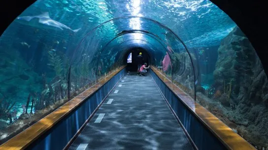 Admire The Massive Collection Of Nha Trang Marine Species In Vietnam Oceanographic Institute