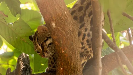 Phnom Tamao Is Home For About 102 Wildlife Species