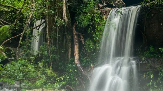 Discover The Diverse Flora And Fauna Of The Cambodian Jungle