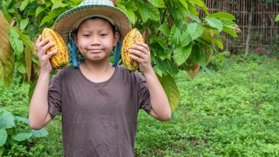Visit The Fascinating Cocoa Garden