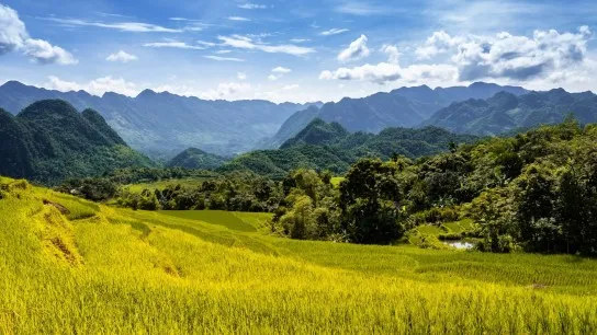 Day 3 Stunning Golden Ricefield In Mai Chau