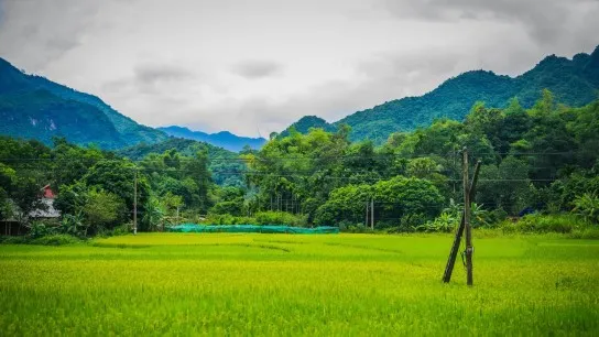 Day 4 Greenery Ricefield In Mai Chau