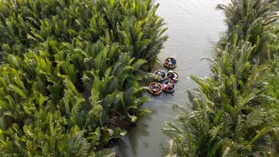 Day 9 Green Lush Of Water Coconut Palms In Cam Thanh Village