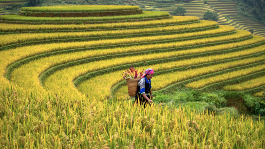 Hidden Trails of Northeast Vietnam: 7 Days of Discovery (Ha Giang, Ba Be)