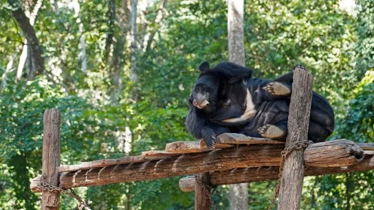 Day 3 Visit Lovely Bears At The Bear Rescue Center