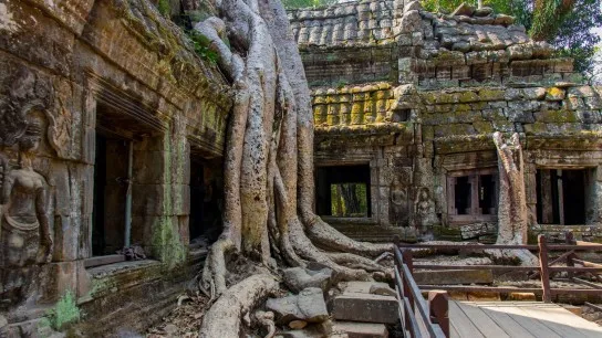 Day 11 Check In With Giant Tree Roots Over Ta Prohm Temple