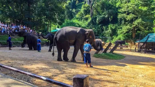 Day 5 Interact With Lovely Elephants At The Elephant Nature Park
