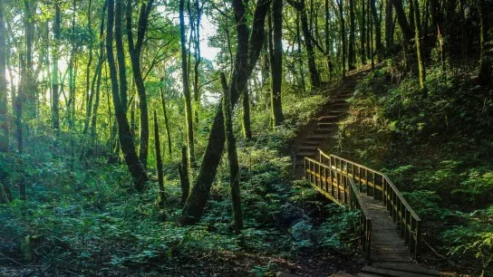 Day 4 Trek Through The Doi Inthanon National Park