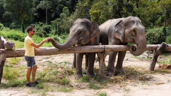 Day 3 Interact With Elephants At The Elephant Jungle Sanctuary